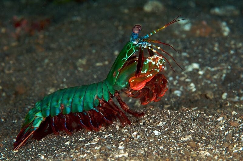 Mantis Shrimp on Sand — Green