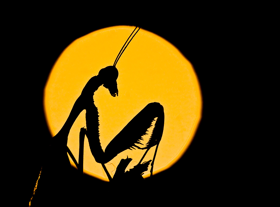 Mantis silhouette against full moon