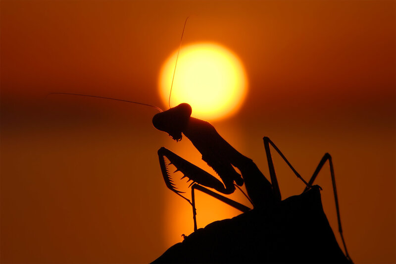 Mantis silhouette at sunset