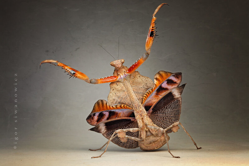 Mantis with展开 wings