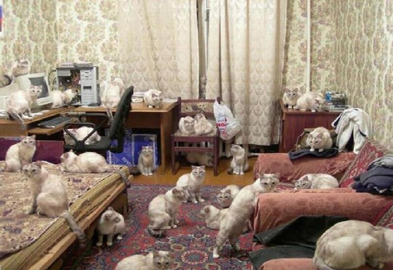 Many Cats in a Room