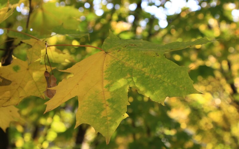 Maple Leaf Changing Color
