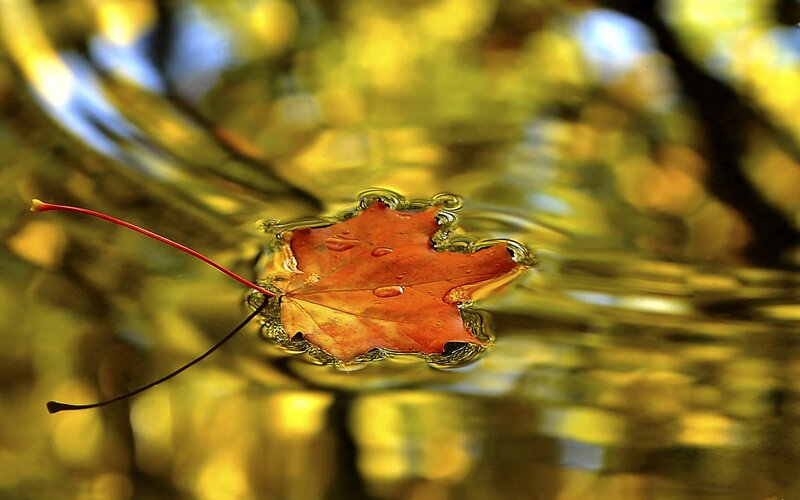 Maple Leaf Floating