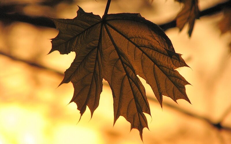 Maple Leaf in Sunlight