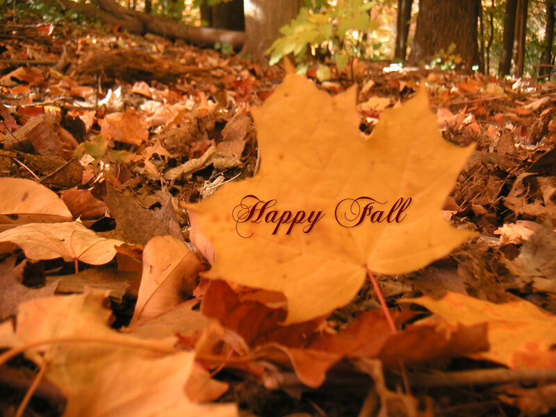 Maple Leaf on Forest Floor — Orange