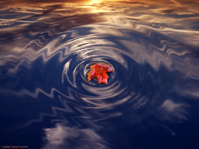 Maple Leaf on Water