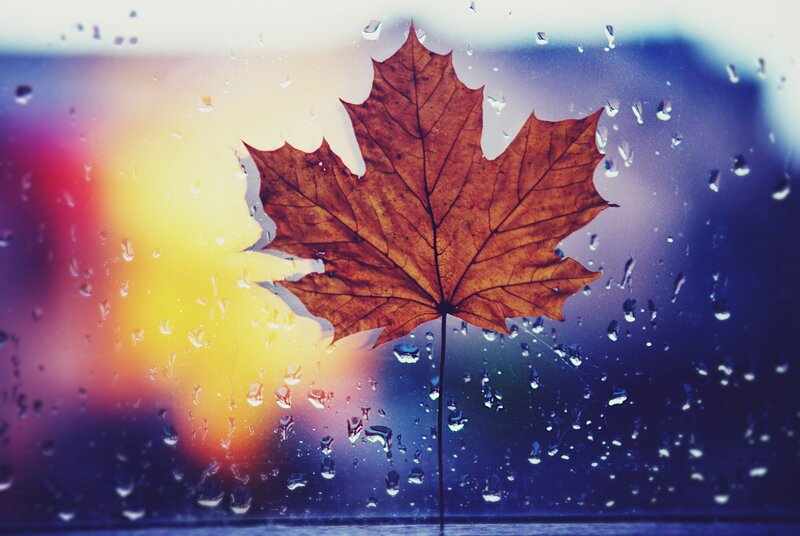 Maple Leaf on Wet Glass