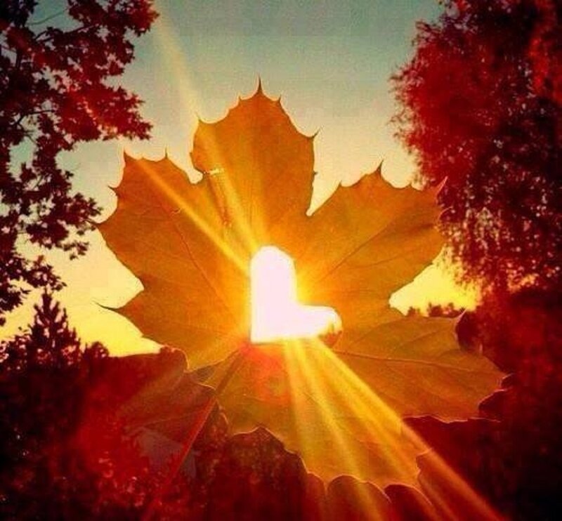 Maple Leaf Silhouette — Yellow