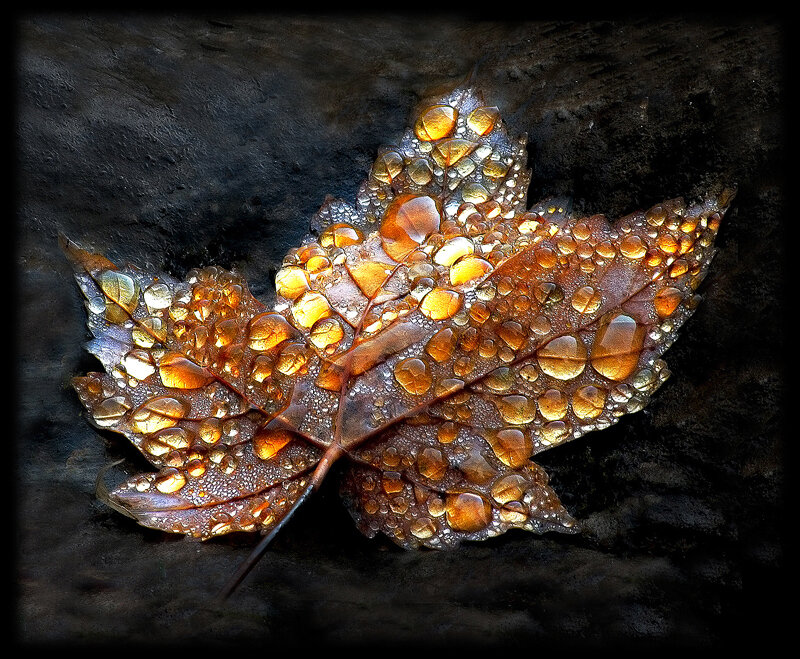 Maple Leaf with Water Droplets — Brown, Dramatic, Autumn