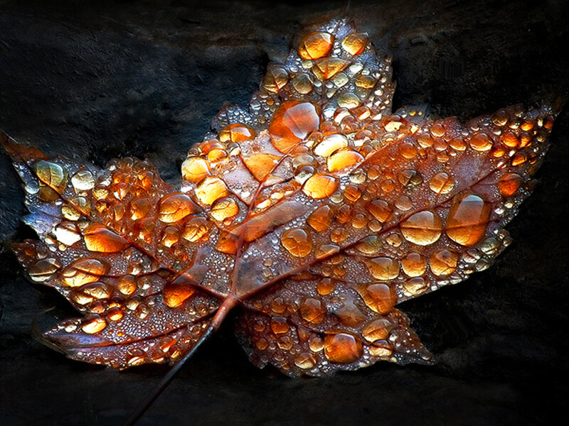 Maple Leaf with Water Droplets — Brown, Dramatic