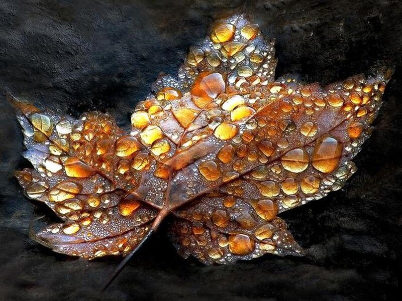 Maple Leaf with Water Droplets — Brown