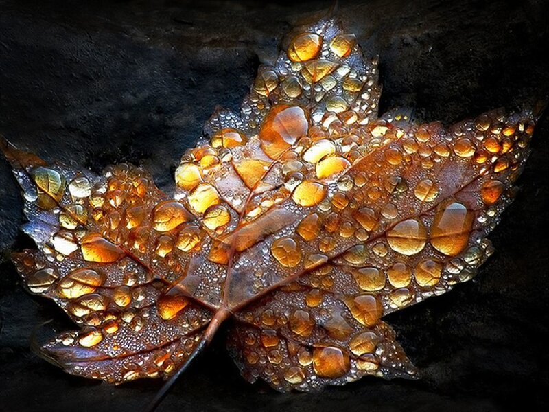 Maple Leaf with Water Droplets