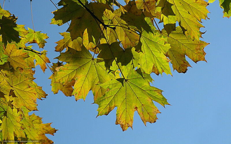 Maple Leaves Against Sky
