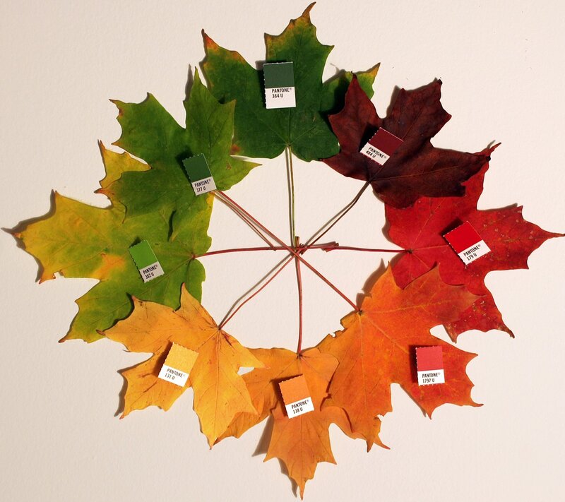 Maple Leaves Arranged in Circle