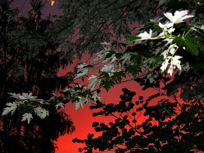 Maple Leaves at Sunset