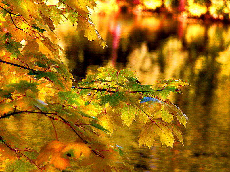 Maple Leaves by Water
