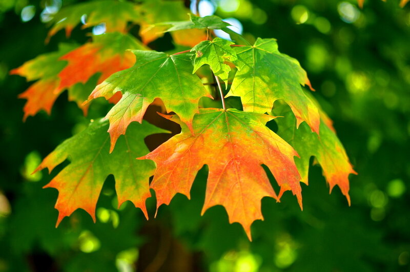 Maple Leaves Changing Color