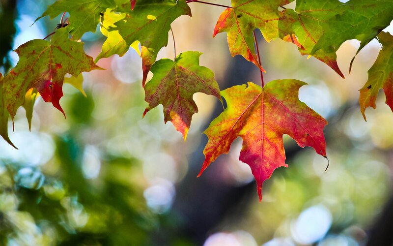 Maple Leaves in Autumn — Green, Serene
