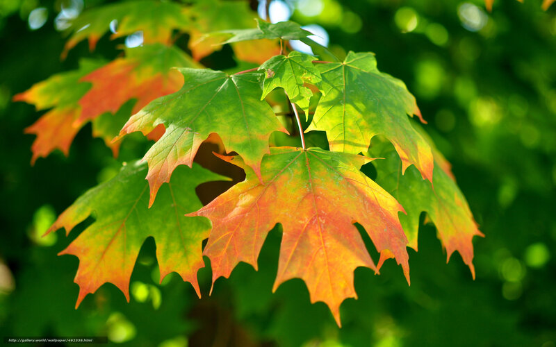 Maple Leaves in Autumn — Green