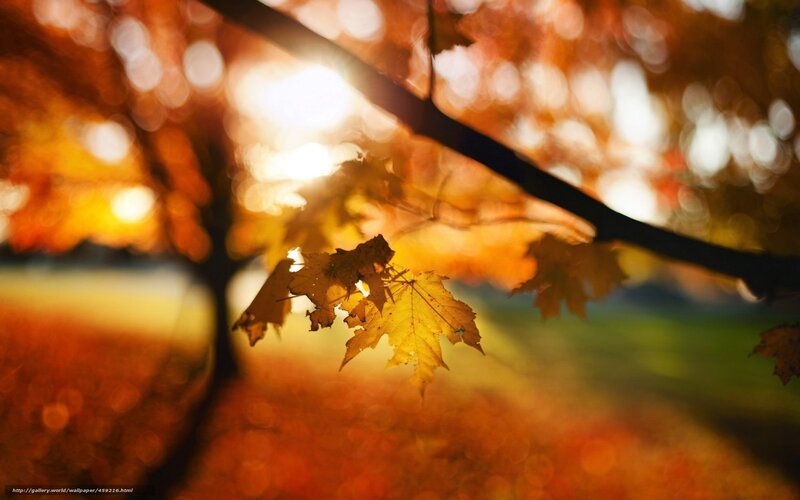 Maple Leaves in Autumn — Orange