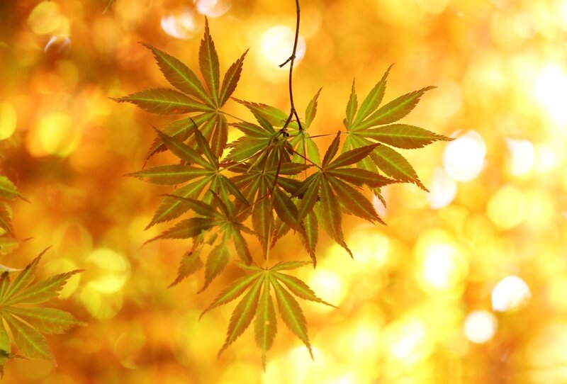 Maple Leaves in Autumn