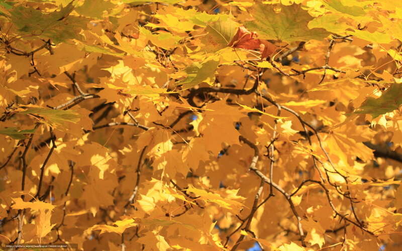 Maple Leaves in Autumn — Yellow, Serene