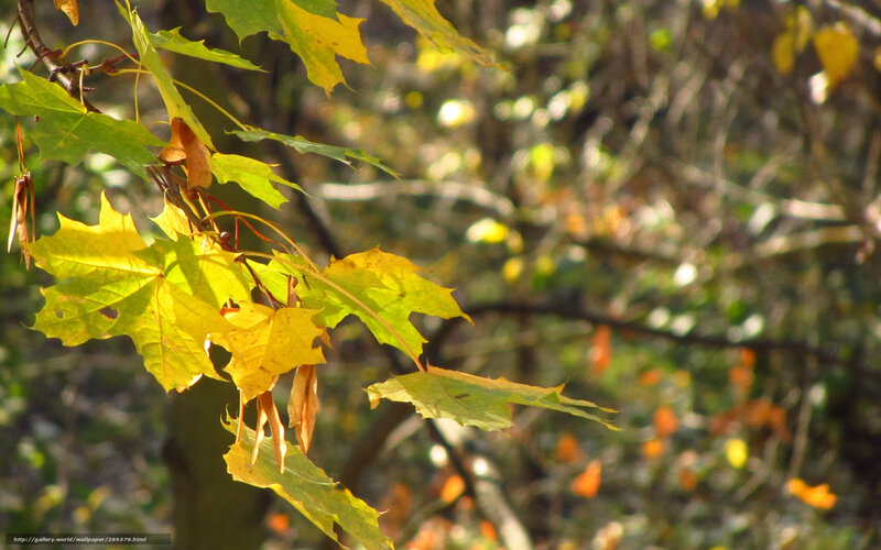 Maple Leaves in Autumn — Yellow