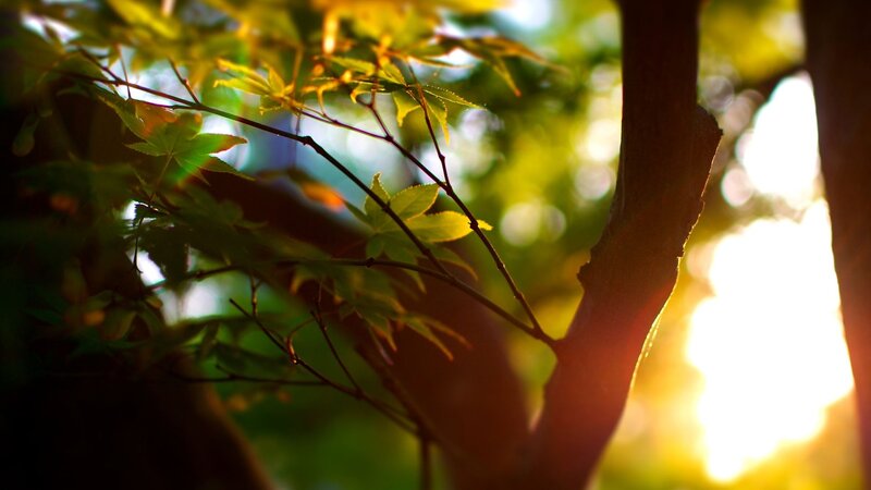 Maple Leaves in Sunlight — Green, Serene