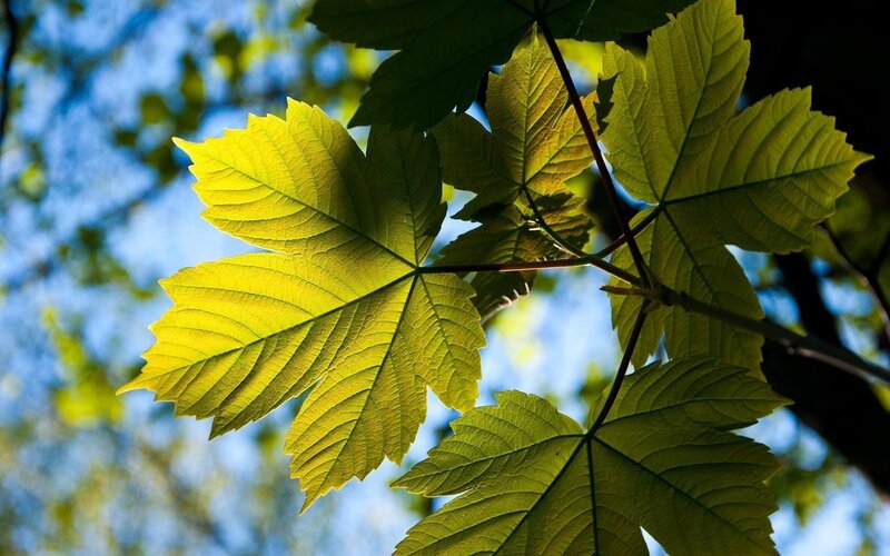 Maple Leaves in Sunlight — Green