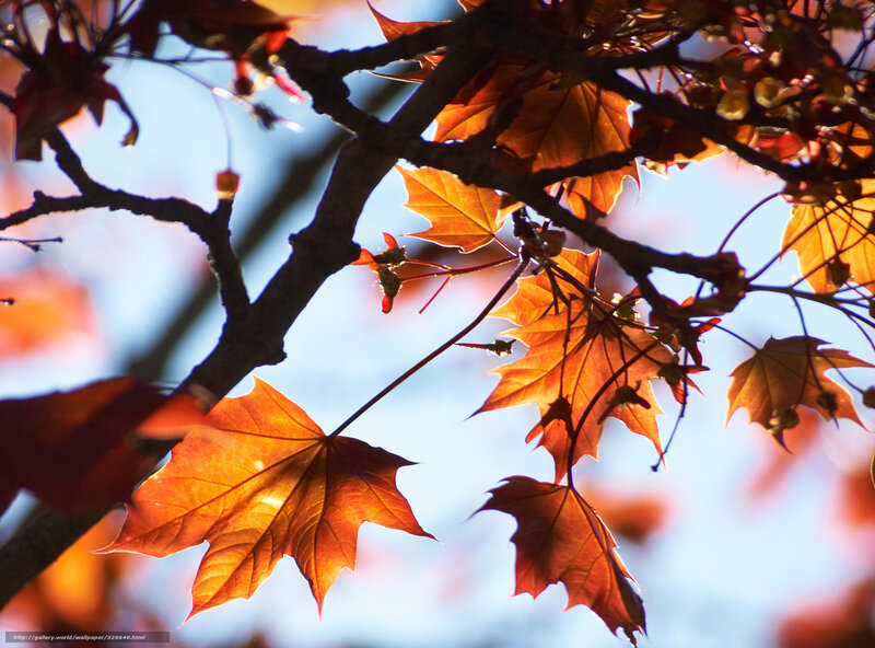 Maple Leaves in Sunlight — Orange, Serene