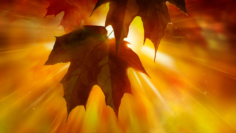 Maple Leaves in Sunlight — Orange
