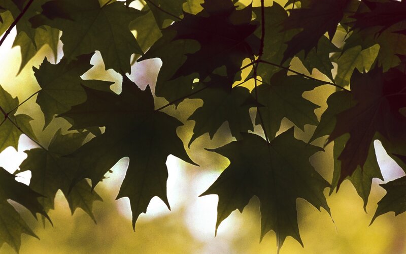 Maple leaves in sunlight