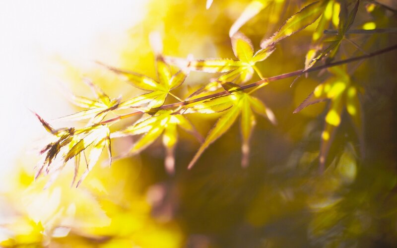 Maple Leaves in Sunlight — Yellow, Serene, Autumn