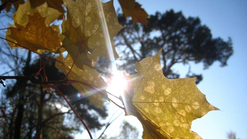 Maple Leaves in Sunlight — Yellow, Serene