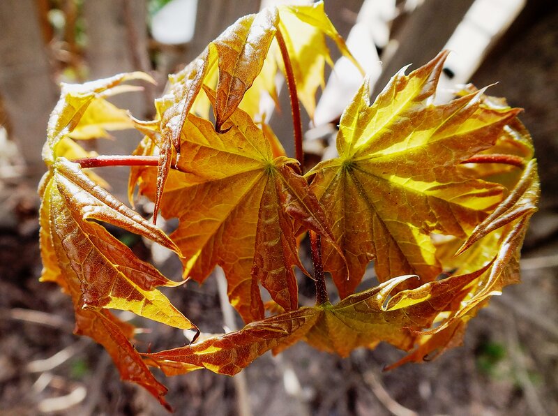 Maple Leaves in Sunlight — Yellow
