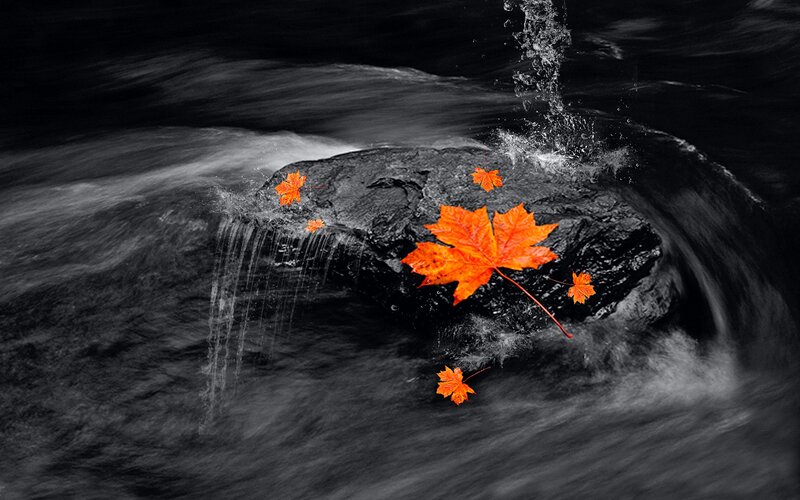 Maple Leaves in Water — Orange, Dramatic