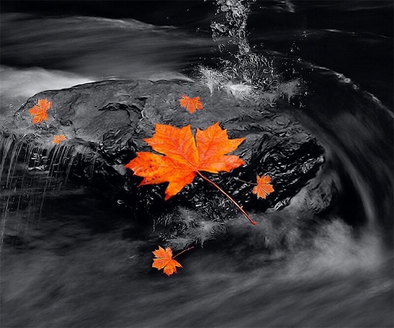 Maple Leaves in Water — Orange