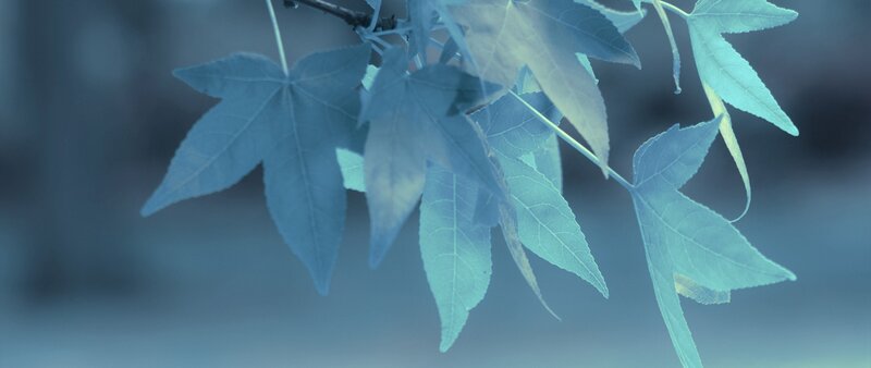 Maple Leaves on Branch — Blue, Serene