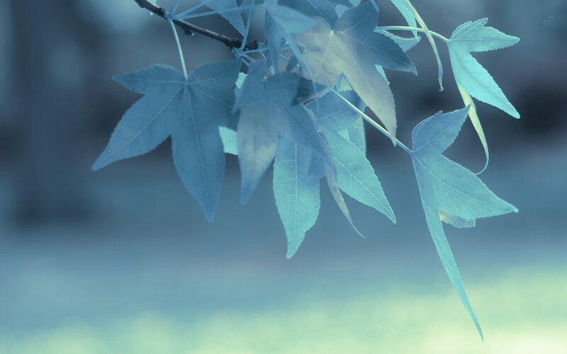 Maple Leaves on Branch — Blue