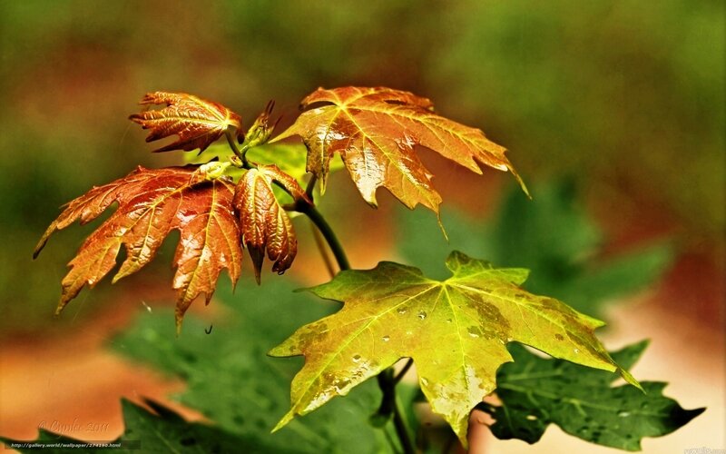 Maple Leaves on Branch — Green, Serene, Autumn, Photograph