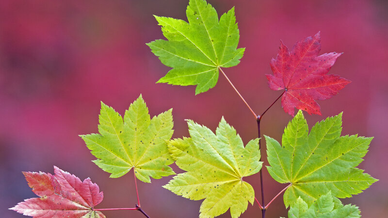Maple Leaves on Branch — Green, Serene, Autumn