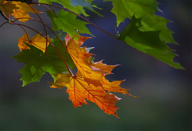 Maple Leaves on Branch — Green, Serene