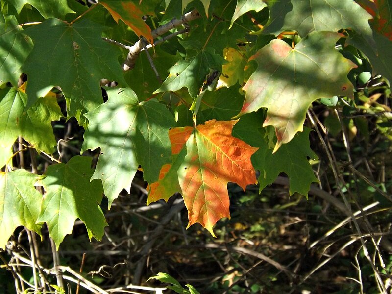 Maple Leaves on Branch — Green