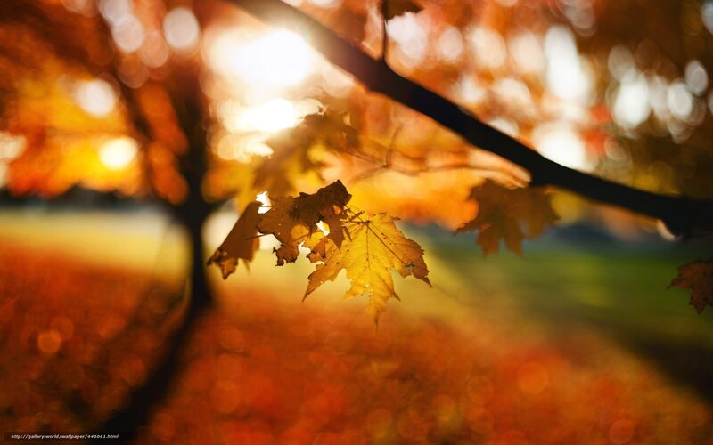 Maple Leaves on Branch — Orange, Serene, Autumn