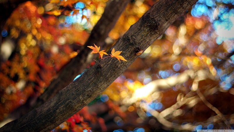 Maple Leaves on Branch — Orange