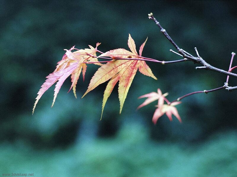 Maple Leaves on Branch — Red