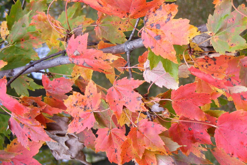 Maple Leaves on Branch