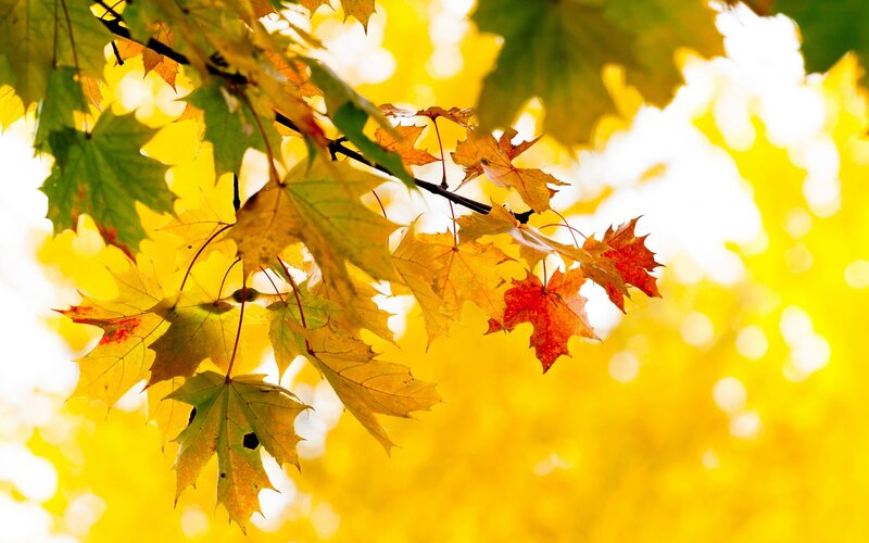 Maple Leaves on Branch — Yellow, Serene