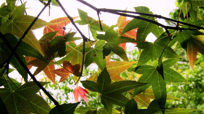 Maple Leaves on Branches