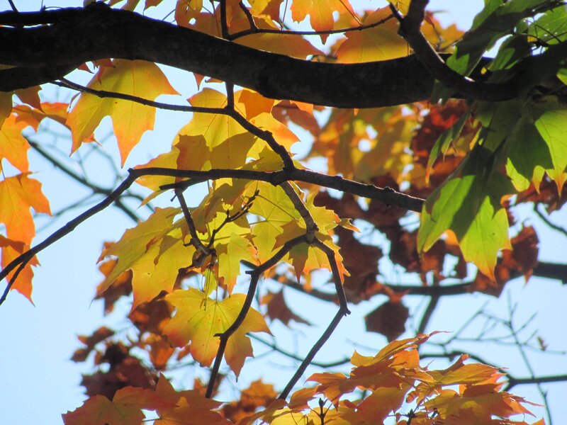 Maple Leaves on Branches — Yellow